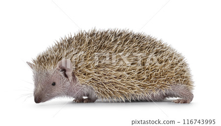 Tenrec on white background Tenrec on white background 116743995