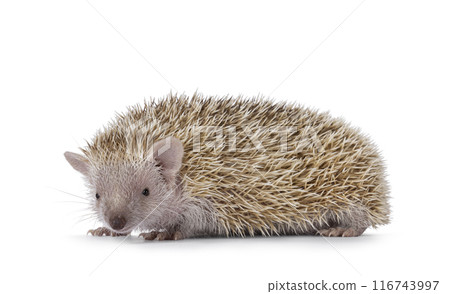 Tenrec on white background Tenrec on white background 116743997