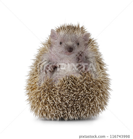 Tenrec on white background Tenrec on white background 116743998
