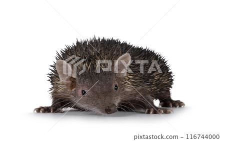 Tenrec on white background 116744000