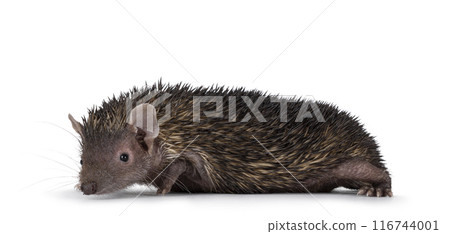 Tenrec on white background Tenrec on white background 116744001