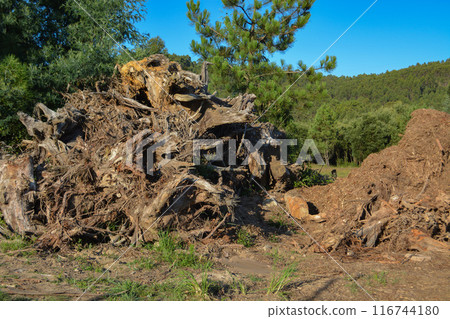 Natural wooden background - closeup of chopped firewood. 116744180