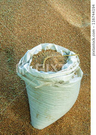 Rich harvest of wheat. Bag full against background of wheat grains 116744194