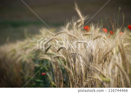 Close-up of golden wheat field with blurred background under sunlight Close-up of golden wheat field with blurred background under sunlight 116744466