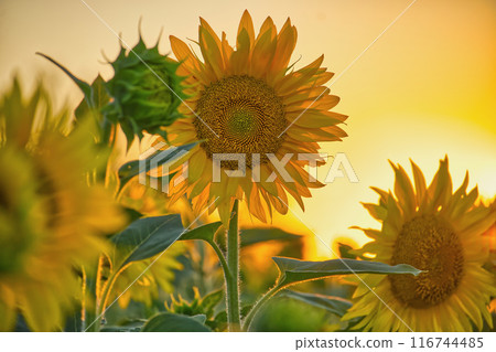 Sunflower field at sunset with golden sunlight and beautiful blooming sunflowers Sunflower field at sunset with golden sunlight and beautiful blooming sunflowers 116744485