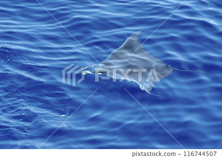 A Mobula ray swimming near sea surface, Ligurian Sea, Mediterranean, Italy. 116744507