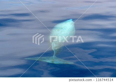 Cuvier Beaked Whale underwater near sea surface while breathing 116744514