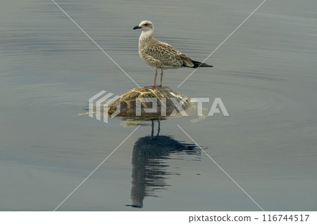 seagull on a dead sea turtle caretta on sea surface 116744517