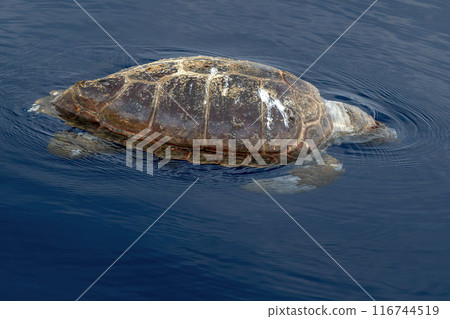 dead sea turtle caretta on sea surface 116744519