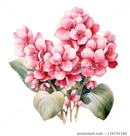 Bergenia, isolated on transparent background 116745190