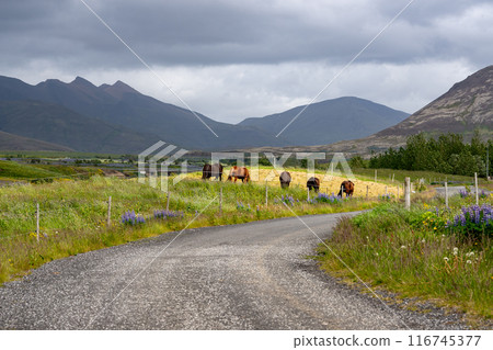 Short summer on a frigid farm in Iceland Short summer on a frigid farm in Iceland 116745377