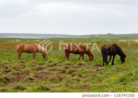 Short summer on a frigid farm in Iceland Short summer on a frigid farm in Iceland 116745380