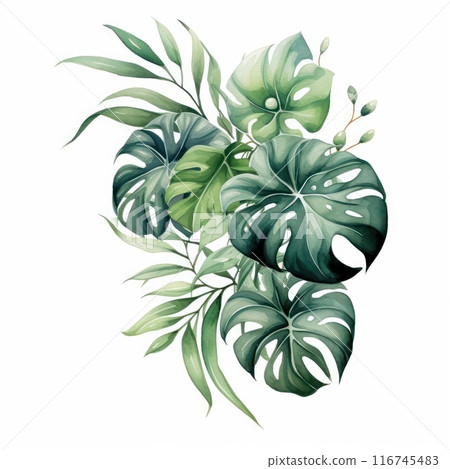 SplitLeaf Philodendron isolated on white background 116745483