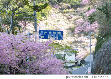 Kawazu cherry blossoms along the road Kawazu cherry blossoms along the road 116745553