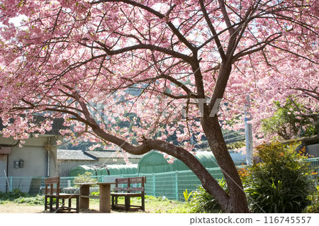 河津櫻花在公園裡 河津櫻花在公園裡 116745557