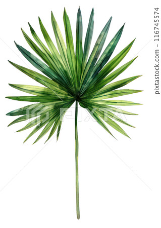 Sabal Palm Leaf, Watercolor tropical Border, watercolor illustration, 116745574