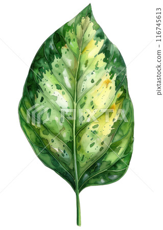 Dieffenbachia Leaf, Watercolor tropical Border, watercolor illustration, 116745613