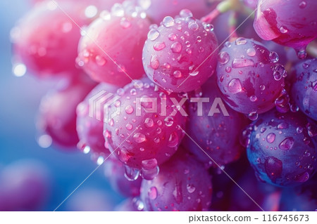 Close-up of a bunch of fresh, dewy red grapes. The vibrant color and water droplets create a refreshing image. 116745673