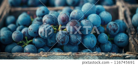 Close-up of a bunch of ripe blue grapes. Close-up of a bunch of ripe blue grapes. 116745691