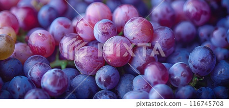 Close-up of ripe purple and pink grapes. Close-up of ripe purple and pink grapes. 116745708