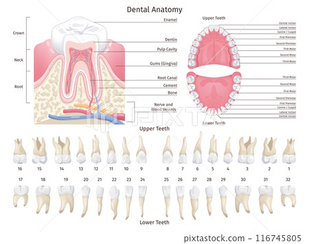 Dental anatomy infographic. Human teeth types chart, dentistry orthodontic education teething scheme numbered premolar tooth dentition mouth jaw arch, swanky illustration Dental anatomy infographic. Human teeth types chart, dentistry orthodontic education teething scheme numbered premolar tooth dentition mouth jaw arch, swanky illustration 116745805