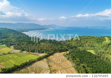 Aerial view of lush green fields and turquoise ocean on a sunny day 116745895