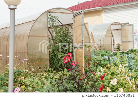 Large greenhouses for growing homemade vegetables. The concept of gardening and life in the country. 116746051