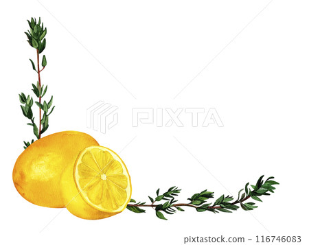 Lemon and thyme aromatic kitchen herbs, watercolor frame, hand-painted composition for printing on cards, invitations, recipes, cookbooks, packaging and product labels Lemon and thyme aromatic kitchen herbs, watercolor frame, hand-painted composition for printing on cards, invitations, recipes, cookbooks, packaging and product labels 116746083