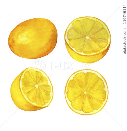 Lemon, watercolor hand painted set, isolated on white background. Decoration for kitchen, for restaurant menus, recipes, plates and dishes design Lemon, watercolor hand painted set, isolated on white background. Decoration for kitchen, for restaurant menus, recipes, plates and dishes design 116746114