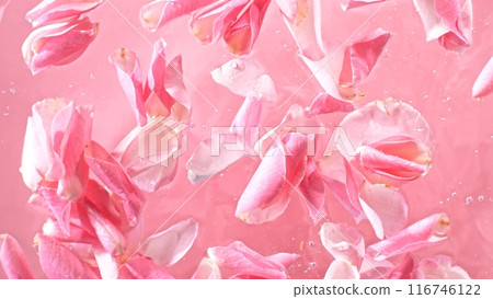 Freeze motion of rose petals with splashing water on light pink background Freeze motion of rose petals with splashing water on light pink background 116746122