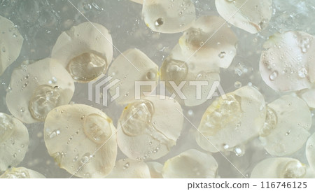 Freeze motion of rose petals with splashing water on light grey background 116746125