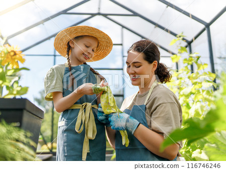 mother and daughter are gardening in the greenhouse mother and daughter are gardening in the greenhouse 116746246