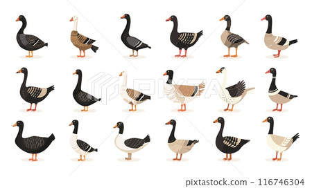 Geese and ducks. Domestic or wild water bird, poultry fowl farming birds pet set cartoon doodle vector illustration Geese and ducks. Domestic or wild water bird, poultry fowl farming birds pet set cartoon doodle vector illustration 116746304