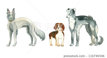 Set of watercolor illustrations. Pets, dogs of different breeds, beagle, greyhound, Russian hound. All objects are hand-painted with watercolors. Suitable for cards, creativity, design, books. Set of watercolor illustrations. Pets, dogs of different breeds, beagle, greyhound, Russian hound. All objects are hand-painted with watercolors. Suitable for cards, creativity, design, books. 116746506