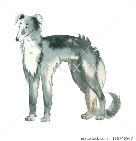 Russian greyhound. A hunting dog with long hair in gray color, hand drawn in watercolor and isolated on a white background. Suitable for printing on fabric, paper, scrapbooking, design, books. Russian greyhound. A hunting dog with long hair in gray color, hand drawn in watercolor and isolated on a white background. Suitable for printing on fabric, paper, scrapbooking, design, books. 116746507