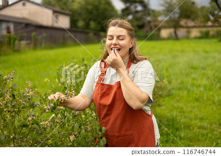 Happy 30s woman in apron picking blueberries on a family organic farm. Seasonal berries, small business. Fresh and ripe organic blueberries grow in a garden. High quality photo 116746744