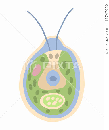 Vector isolated illustration of Chlamydomonas on a white background. 116747000