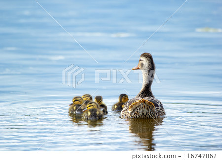 Group of little ducklings with mom Mallard duck in the water. 116747062