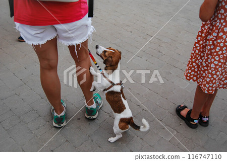 The white and brown dog asks for attention. A dog on a walk asks its owner about something. 116747110