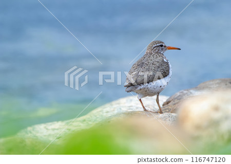 Spotted sandpiper is standing on the rock at the water in spring. Spotted sandpiper is standing on the rock at the water in spring. 116747120
