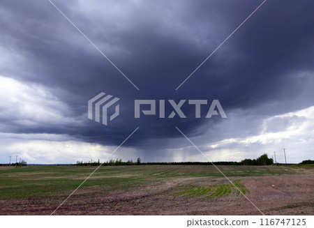 Rain from the dark cloud in the field in prairies in spring. 116747125