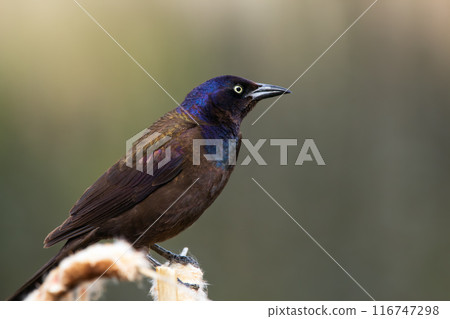 Common grackle is sitting on a yellow reed at the pond in spring. Common grackle is sitting on a yellow reed at the pond in spring. 116747298