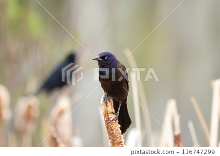 Common grackle is sitting on a yellow reed at the pond in spring. 116747299