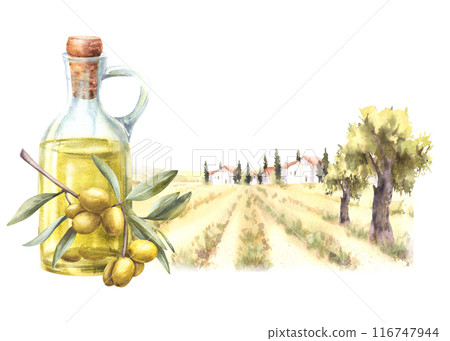 Olive oil in glass carafe. Olive tree harvest against rural farm landscape. Watercolor painted harvest. Food label with fields, hills and old houses. Product background Hand draw isolated illustration 116747944