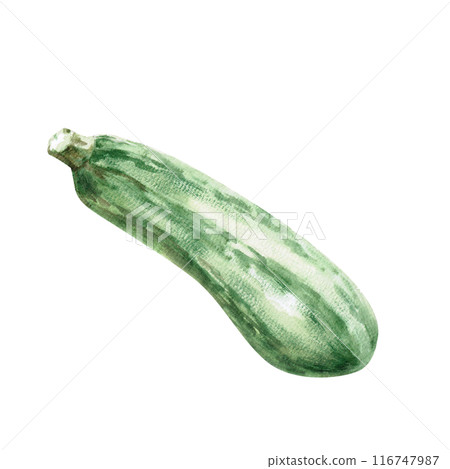 Illustration of green zucchini in watercolor. Hand-drawn illustration on a harvest theme for agricultural fairs, harvest exhibitions, shops, vegetable cookbooks. Illustration isolated from background Illustration of green zucchini in watercolor. Hand-drawn illustration on a harvest theme for agricultural fairs, harvest exhibitions, shops, vegetable cookbooks. Illustration isolated from background 116747987