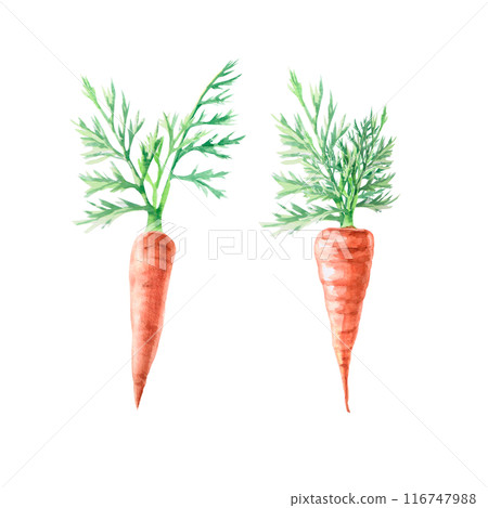 Illustration of a carrot with leaves in watercolor. Hand-drawn illustration on a harvest theme for agricultural fairs, harvest exhibitions, vegetable shops. Illustration isolated from background. Illustration of a carrot with leaves in watercolor. Hand-drawn illustration on a harvest theme for agricultural fairs, harvest exhibitions, vegetable shops. Illustration isolated from background. 116747988