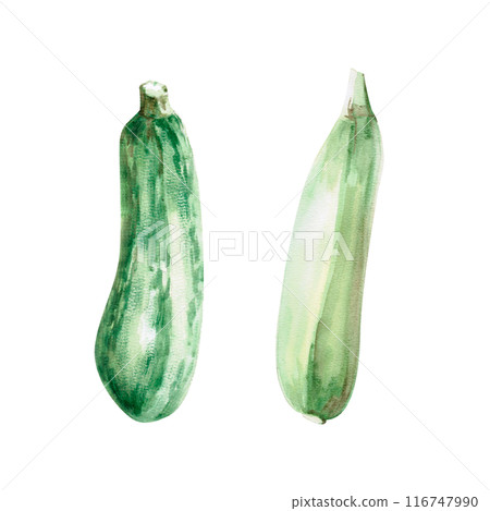 Illustration of beets with leaves in watercolor. Hand-drawn illustration on a harvest theme for agricultural fairs, harvest exhibitions, shops, vegetable shops Illustration isolated from background Illustration of beets with leaves in watercolor. Hand-drawn illustration on a harvest theme for agricultural fairs, harvest exhibitions, shops, vegetable shops Illustration isolated from background 116747990