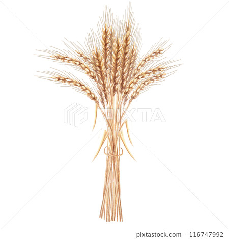 Bunch of wheat ears in watercolor. Hand-drawn illustration of a sheaf of wheat for agricultural fairs, harvest exhibitions, bakeries, bakeries, breweries. Illustration isolated from background Bunch of wheat ears in watercolor. Hand-drawn illustration of a sheaf of wheat for agricultural fairs, harvest exhibitions, bakeries, bakeries, breweries. Illustration isolated from background 116747992