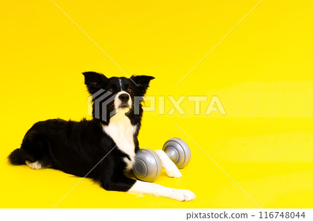 A border collie dog with dumbbell in front of yellow background 116748044