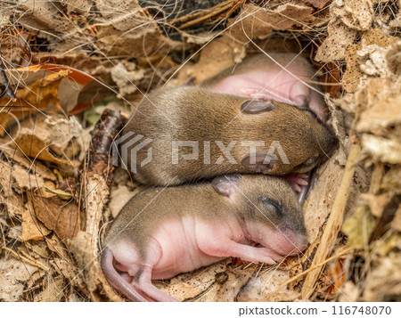 Brood of newborn mice cuddling to each other 116748070